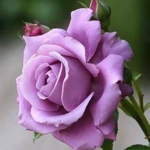 Meet your Posher, Catrena